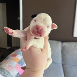 Athena - White female Boxer puppy in Henderson, Tennessee from Vom Broadvalley