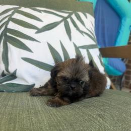 Emma - Black and tan female Shih Tzu puppy in Burlington, North Carolina from Nancy’s Lil’Shih Tzus