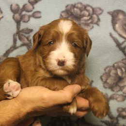 Australian Labradoodle Puppies from Labradoodle Story Tails