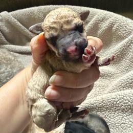 Glory - White female Schnoodle puppy in Temple, Texas from Schnauzers Of Taylor