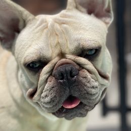 Pippa - French Bulldog