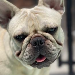 Pippa - French Bulldog