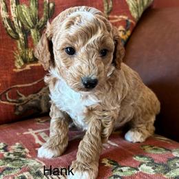 Hank - Cream male Poodle puppy in Lance Creek, Wyoming from CK Poodles LLC