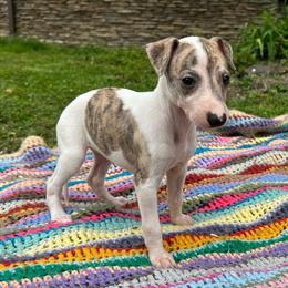Sweetheart - White and red brindle female Whippet puppy in Oneida, Tennessee from Saving Grace