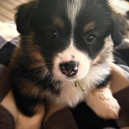 Eloise - White and black female Pembroke Welsh Corgi puppy in Vonore, Tennessee from Corntassle Corgis