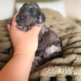 Wells - Blue merle male Bernedoodle puppy in Fort Collins, Colorado from Front Range Family Doodles