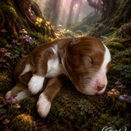 Sleepy (7 dwarfs theme) - Red  female Goldendoodle puppy in Ozark, Missouri from Halo Doodles