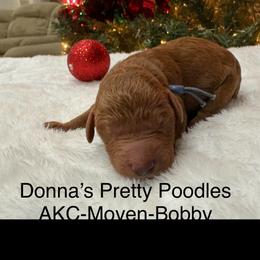 Bobby - Red  male Poodle puppy in Vilonia, Arkansas from Donna’s Pretty Poodles