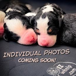Max - Tri-color male Bernedoodle puppy in Tipton, Indiana from Country Creek Doodles