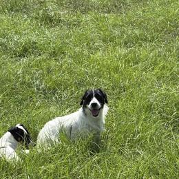 Shadow - Jack Russell Terrier