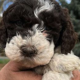 Goldendoodles and Labradoodles from Brit N’ Brood Doodles