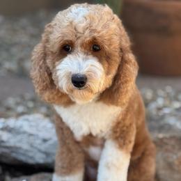 Minnie - Goldendoodle