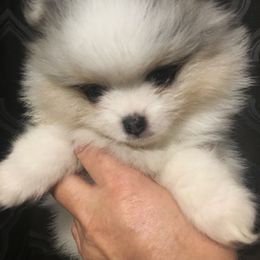 Pomeranian Puppies from Summer Set Pomeranians