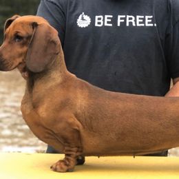 Chihuahuas and Dachshunds from Passport