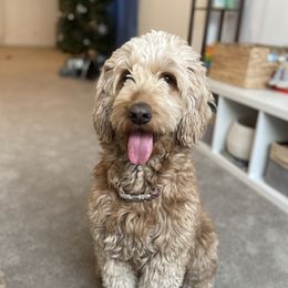 Goldendoodles from Summertime Goldendoodles