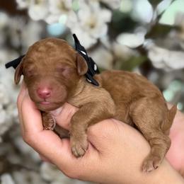 Phoneix - Apricot female Goldendoodle puppy in Yuciapa, California from AlltheDoodlez_