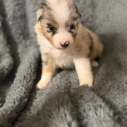 Luna - Blue merle female Australian Shepherd puppy in Athens, Texas from Ricochet Corgis