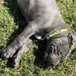 Girl 1 - Cane Corso puppy from Revolutions Kennel