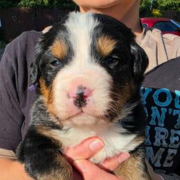 Purple - Black rust and white female Bernese Mountain Dog puppy in Auburn, Washington from MSM Bernese Mountain Dogs