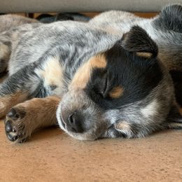 Australian Cattle Dog Puppies from Tin Roof Australian Cattle Dogs