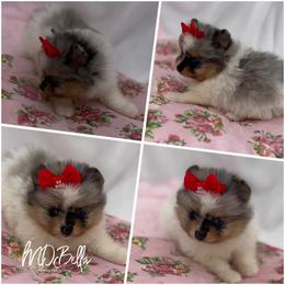 Glitter AKC Blue Eye - Blue merle female Pomeranian puppy in Houston, Texas from MD Bella Pomeranian