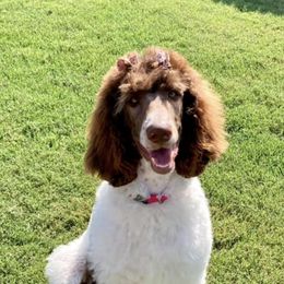 Goldendoodles, Labradoodles, and Sheepadoodles from The Parrish Doods