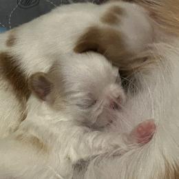 Japanese Chin puppies from CindyLynnsChins