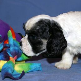 Cocker Spaniels from Skiboo's