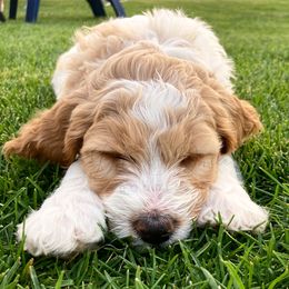 Cavapoo and Goldendoodle Puppies from Dot & Dash Doodles