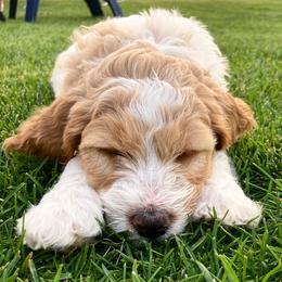 Cavapoo and Goldendoodle Puppies from Dot & Dash Doodles