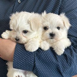 Maltese puppies from Regal Maltese