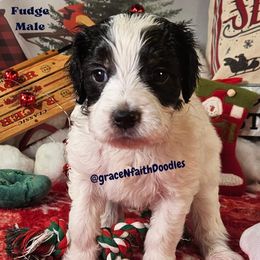 Fudge - Parti male Goldendoodle puppy in Peytno, Colorado from Grace N Faith Doodles