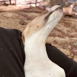 Blue (Boy 1) - Red male Italian Greyhound puppy in Arkadelphia, Arkansas from Concordia