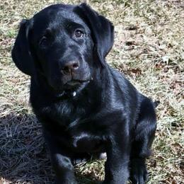 Labrador Retriever Puppies from Lorlyn Labradors