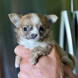 3500 Fawn an white - Fawn and white male Chihuahua puppy in Marcy, New York from Dralion Chihuahuas
