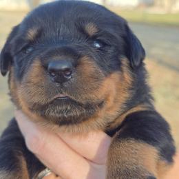 I don't name - Black and mahogany female Rottweiler puppy in Oklahoma City, Oklahoma from Von Edlenhaus Rottweilers