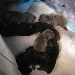 French Bulldog puppies from Burger's Pups
