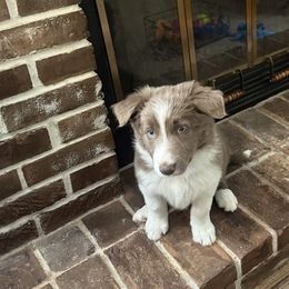 Charlie - Border Collie