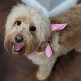 Janie - Goldendoodle