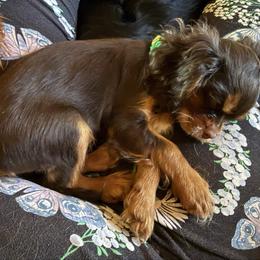 Rex - Chocolate male Cavalier King Charles Spaniel puppy in Lawton, Oklahoma from Wild Wishes Cavaliers