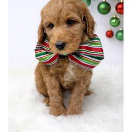 Wyatt - Red  male Goldendoodle puppy in State Road, North Carolina from Must Love Doodles