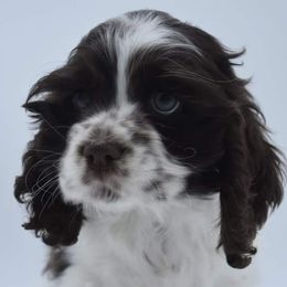 Cocker Spaniels and Shih Tzus from Little House Shih Tzus and Cocker Spaniels