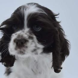 Cocker Spaniels and Shih Tzus from Little House Shih Tzus and Cocker Spaniels