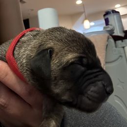 Red - Fawn male Great Dane puppy in Aldie, Virginia from High Point Mountain Danes