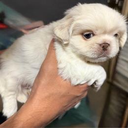 Mushu - White male Pekingese puppy in Cedar City, Utah from Pekingese Zoo