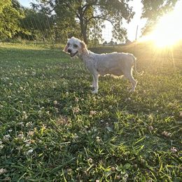 Vanilla - Cavapoo