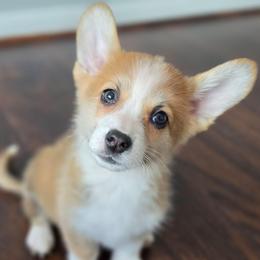 Murdoc - White and red male Pembroke Welsh Corgi puppy in Tomball, Texas from Larsen Loved Corgis