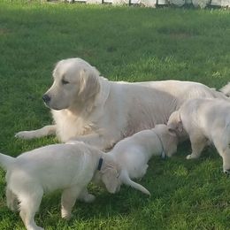 Golden Retriever Puppies from G & G Goldens