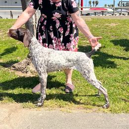Honor - Liver and white male German Shorthaired Pointer puppy in Fairfield, New Mexico from Von Lahrheim Shorthairs & Ermali Chis