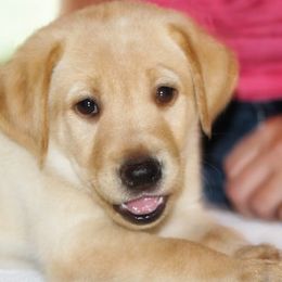 Labrador Retriever Puppies from Semko's All-Sports Dog